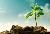 Small plant growing in soil against a bright sunny sky